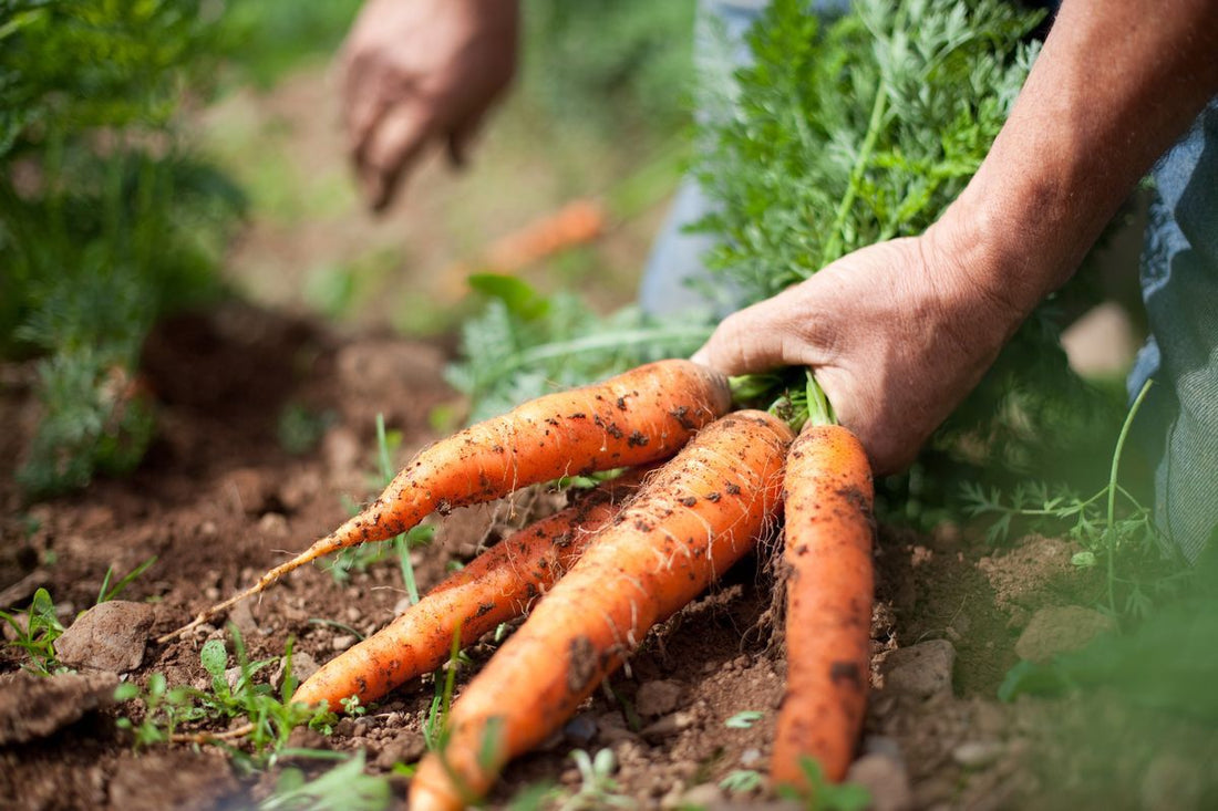 carrots for sustainable diet plan and weight loss